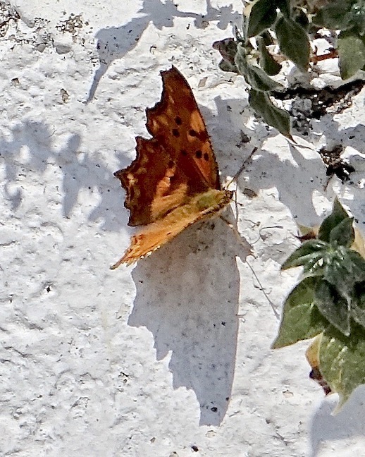 southern comma